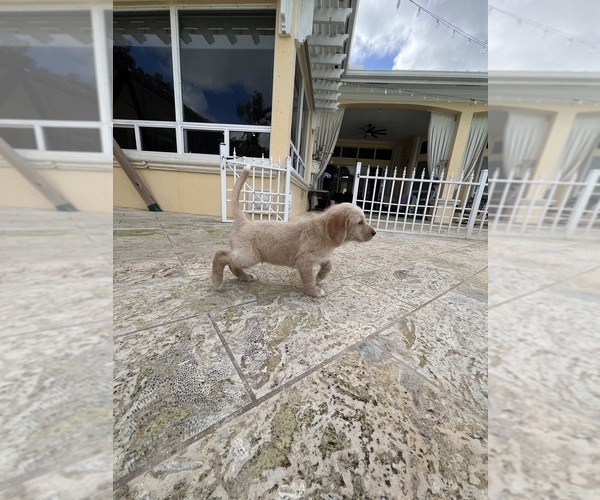 Medium Photo #15 Labradoodle Puppy For Sale in FORT LAUDERDALE, FL, USA