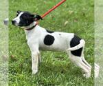 Small #2 Mutt