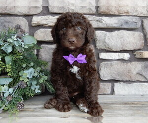 Miniature Labradoodle Puppy for Sale in MILLERSBURG, Ohio USA