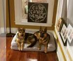 Small Photo #2 German Shepherd Dog Puppy For Sale in PICKERINGTON, OH, USA
