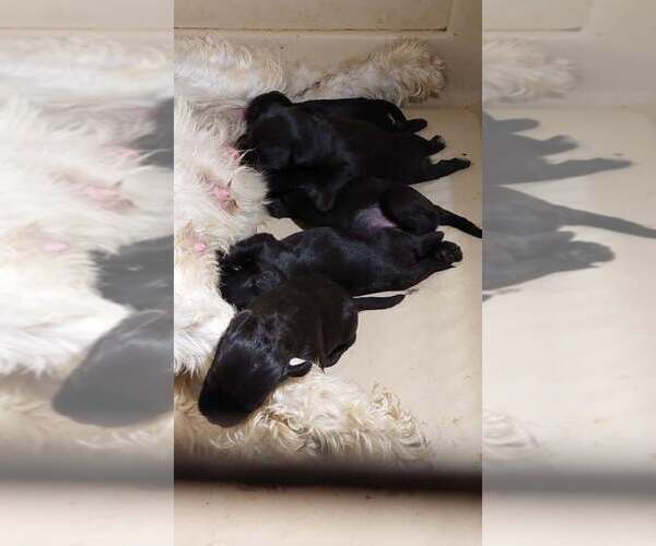 Medium Photo #4 Schnauzer (Miniature) Puppy For Sale in Hatvan, Heves, Hungary