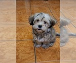 Small #3 Lhasa Apso