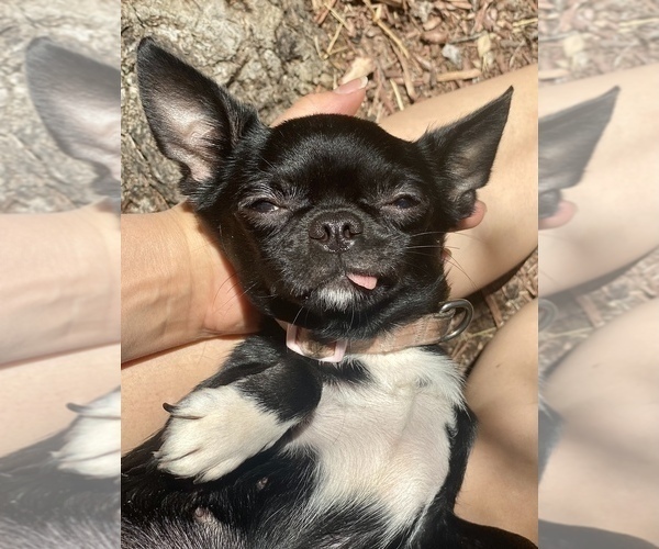 Medium Photo #1 Chihuahua Puppy For Sale in SAN ANTONIO, TX, USA