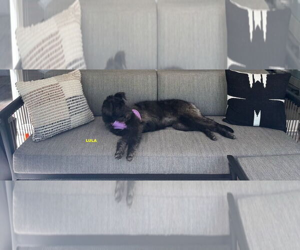 Medium Photo #2 Labradoodle Puppy For Sale in Woodland Hills, CA, USA
