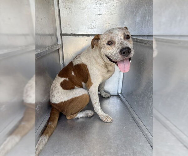 Medium Photo #1 Mutt Puppy For Sale in Waco, TX, USA