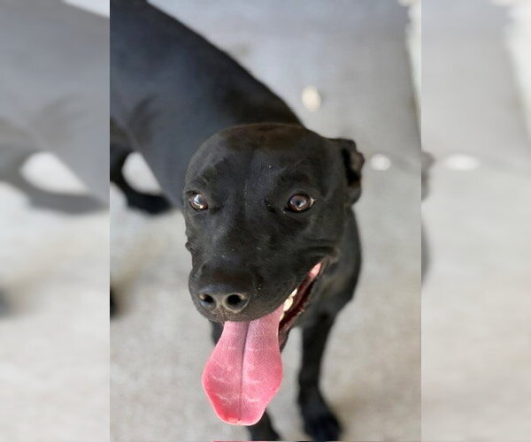 Medium Photo #1 Labrador Retriever-Unknown Mix Puppy For Sale in Tulsa, OK, USA