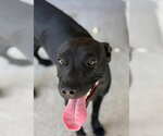 BACON - Female Labrador Retriever-Unknown Mix Dog for Adoption - Small photo