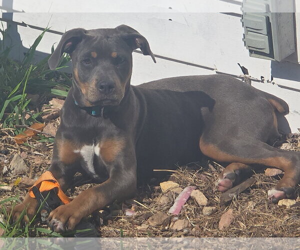 Medium Photo #1 Doberman Pinscher-Unknown Mix Puppy For Sale in Minneaoplis, MN, USA