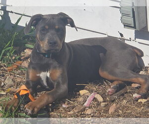 Doberman Pinscher-Unknown Mix Dogs for adoption in Minneaoplis, MN, USA