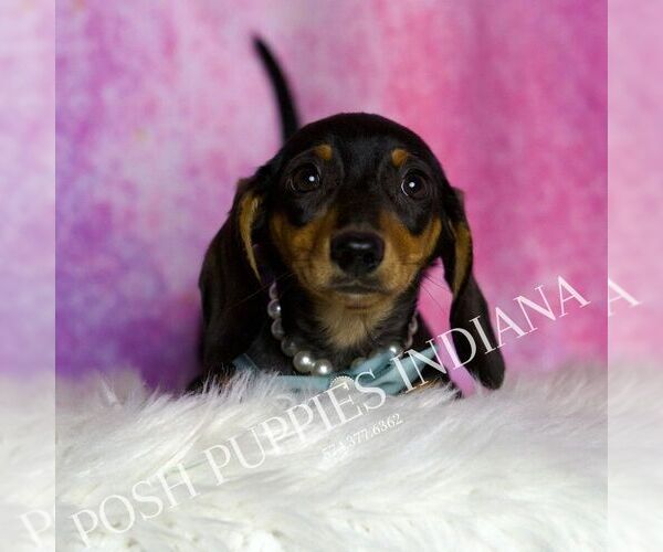 Medium Photo #3 Dachshund Puppy For Sale in WARSAW, IN, USA