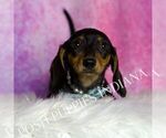 Small #2 Dachshund