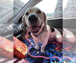 Small #2 Basset Hound Mix