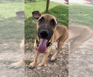 Black Mouth Cur Dogs for adoption in Rosenberg, TX, USA