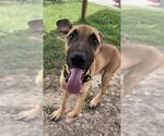 Small Black Mouth Cur