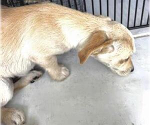 Miniature Schnauzer-Unknown Mix Dogs for adoption in Houston, TX, USA