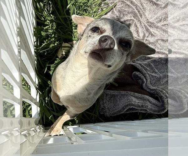 Medium Photo #1 Chihuahua Puppy For Sale in ELK POINT, SD, USA