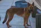 Small Photo #2 German Shepherd Dog Puppy For Sale in ESCONDIDO, CA, USA
