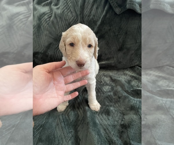 Medium Photo #1 F2 Aussiedoodle-Goldendoodle Mix Puppy For Sale in JESUP, GA, USA