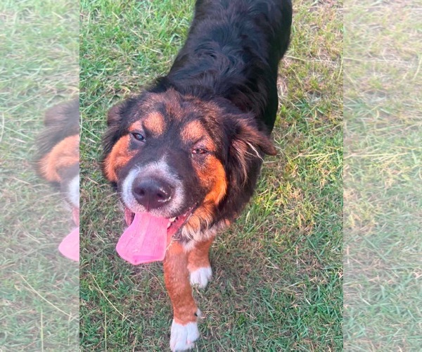 Medium Photo #1 Mutt Puppy For Sale in Woodbury, NY, USA