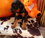 Puppy Puppy 3 Doberman Pinscher