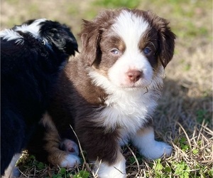 Miniature Australian Shepherd Puppy for sale in MONTICELLO, SC, USA