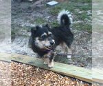 Small #1 Mutt