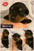 Small Photo #1 Rottweiler Puppy For Sale in EUBANK, KY, USA