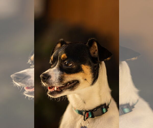 Medium Photo #3 Mutt Puppy For Sale in Bellevue, WA, USA