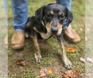 Forest - Male Labrador Retriever-Unknown Mix Dog for Adoption - Photo #3