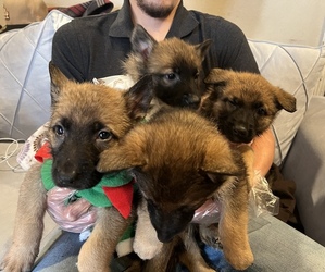 Malinois Puppy for sale in OXNARD, CA, USA