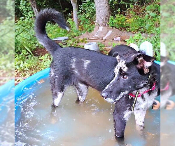 Medium Photo #4 Border-Aussie Puppy For Sale in Rutherfordton, NC, USA