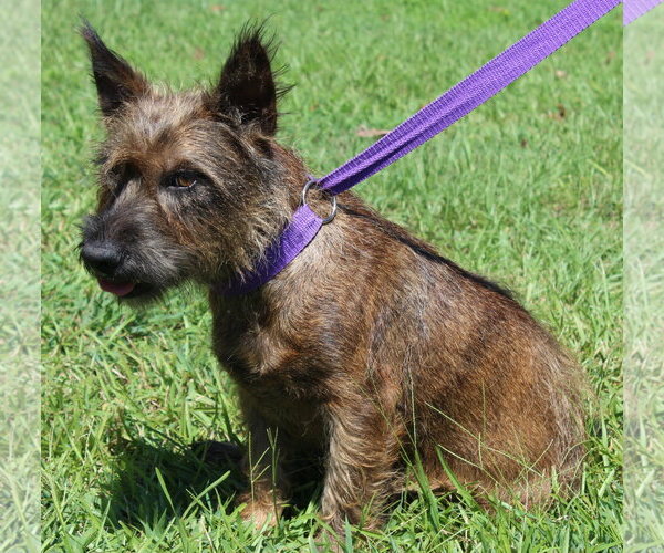 Medium Photo #2 Mutt Puppy For Sale in Prattville, AL, USA