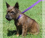 Small Photo #2 Mutt Puppy For Sale in Prattville, AL, USA