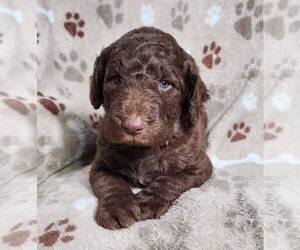 Labradoodle Puppy for sale in AIKEN, SC, USA