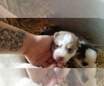 Small Photo #6 Siberian Husky Puppy For Sale in OSCEOLA, MO, USA