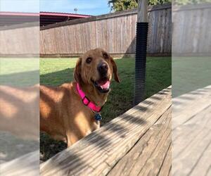 Labrador Retriever-Unknown Mix Dogs for adoption in Plano, TX, USA