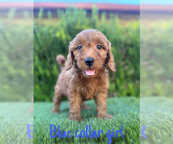 Medium Photo #2 Goldendoodle (Miniature) Puppy For Sale in BAKERSFIELD, CA, USA