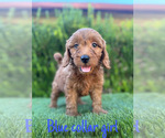 Small #1 Goldendoodle (Miniature)
