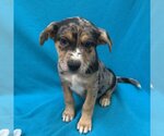 Small Photo #1 Catahoula Leopard Dog-Unknown Mix Puppy For Sale in Kanab, UT, USA