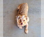 Small #2 Cairn Terrier