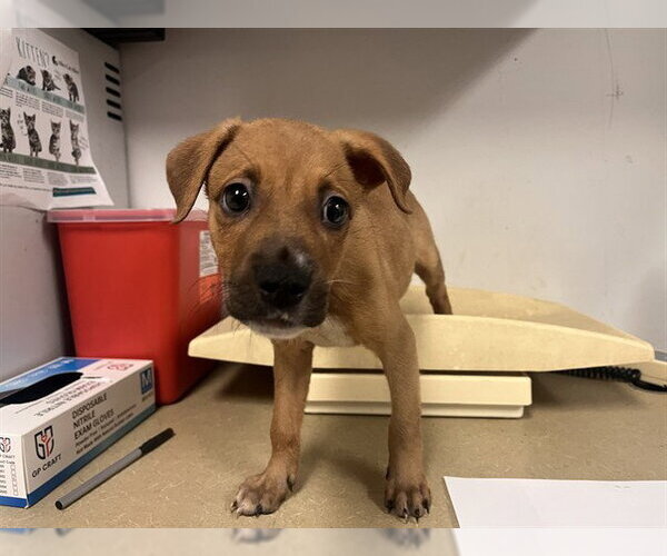 Medium Photo #1 Black Mouth Cur-Unknown Mix Puppy For Sale in Corona, CA, USA
