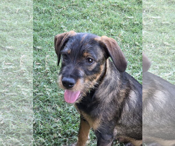 Medium Photo #8 Mutt Puppy For Sale in Rosenberg, TX, USA