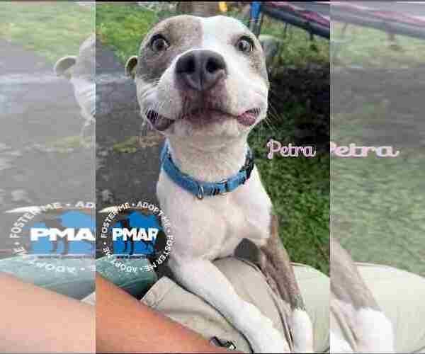 Medium Photo #1 Mutt Puppy For Sale in Binghamton, NY, USA