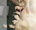 Puppy 9 English Cream Golden Retriever