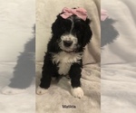 Small Photo #14 Bernedoodle Puppy For Sale in MIAMISBURG, OH, USA
