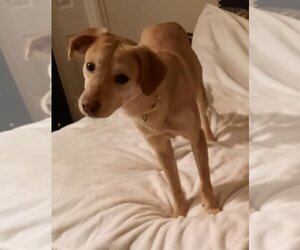 Kimmy - Female Labrador Retriever-Unknown Mix Dog for Adoption - Photo #2