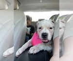 Small Photo #5 American Bulldog Puppy For Sale in WALDORF, MD, USA
