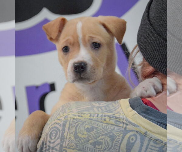 Medium Photo #5 American Staffordshire Terrier-Boxer Mix Puppy For Sale in Huntley, IL, USA