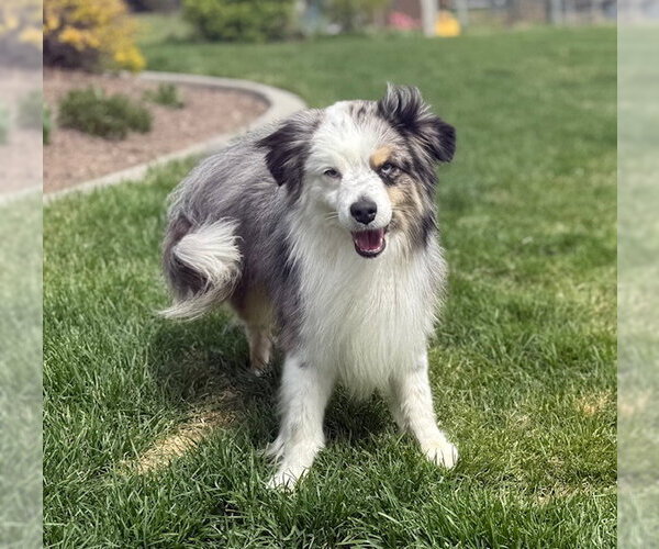Medium Photo #1 Australian Shepherd Puppy For Sale in MIDWAY, UT, USA