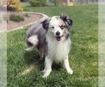 Small Australian Shepherd